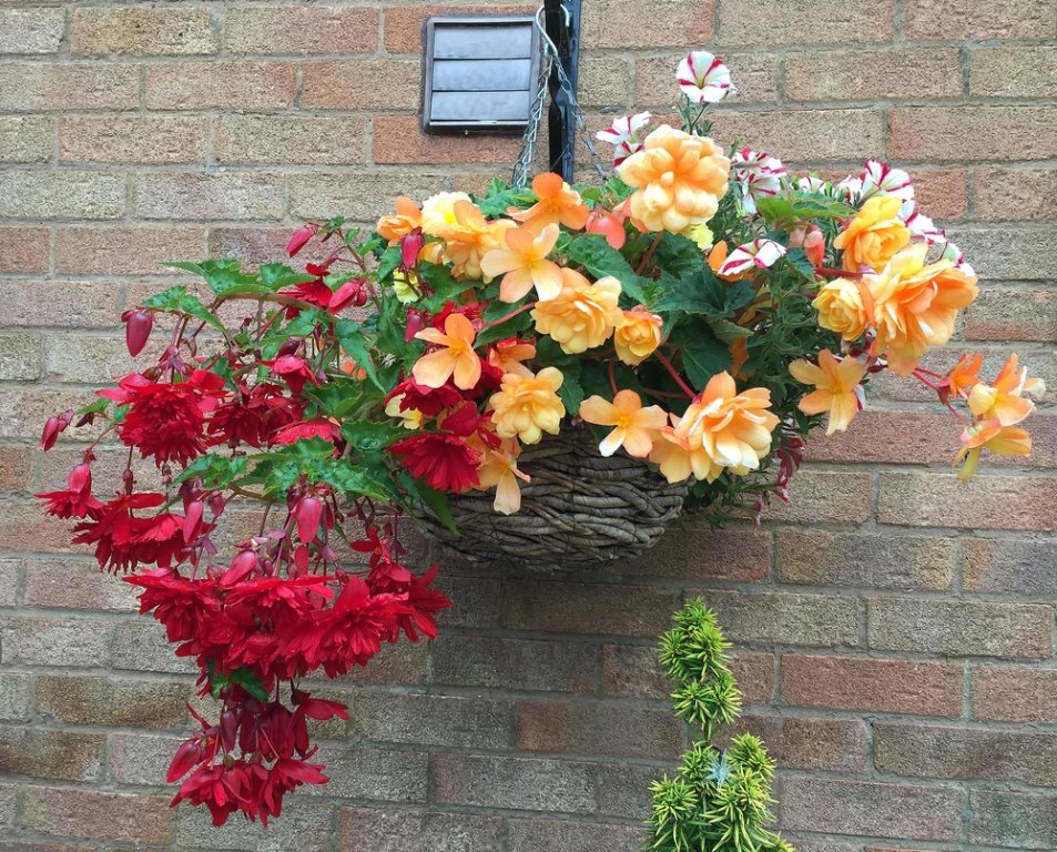 Top 5 plants for hanging baskets - St Peters Garden Centre