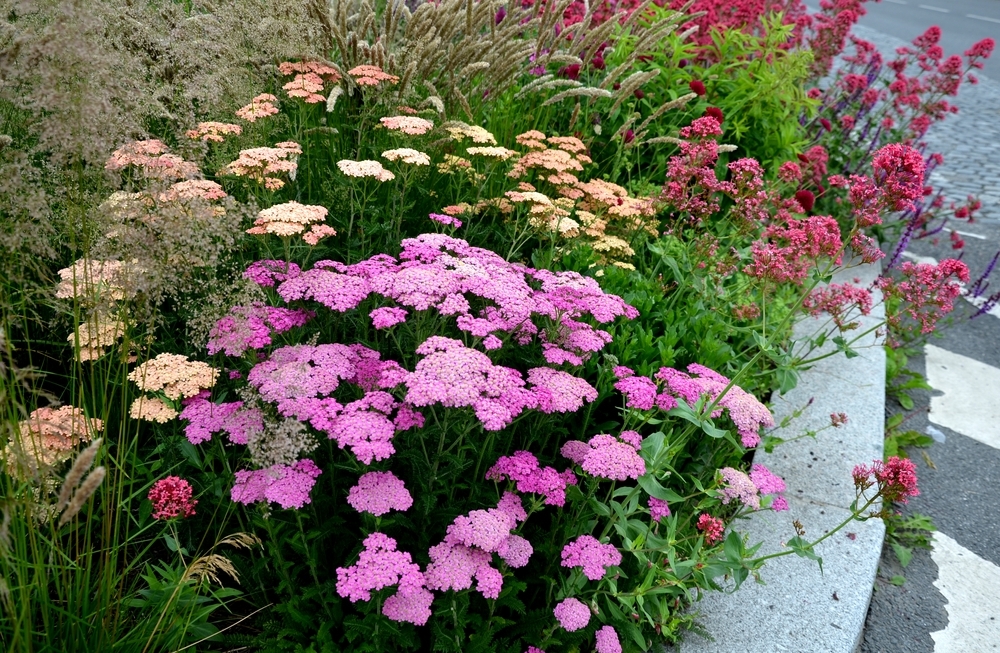 Hardy Plants For Your Garden - St Peters Garden Centre