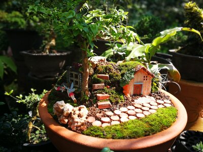 How To Create your own Mini Garden