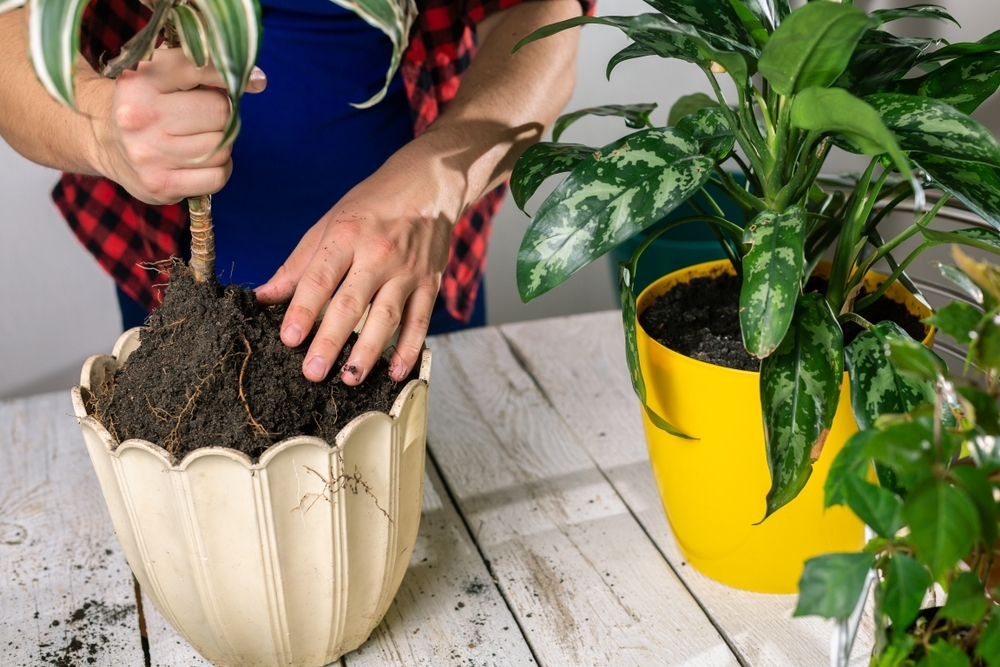 How to repot a container plant - St Peters Garden Centre